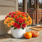12 Pcs Artificial Mums Flowers for Outdoor, UV Resistant Fake fall Chrysanthemums Marigold Plant, Autumn Floral Arrangements for Outside, Garden, Yard (12, Orange, Burnt Orange, Red, Burgundy)