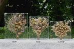 MarccTipton 11x14 Acrylic Shadow Box, Assemble Display Case, DIY Tabletop/Wall Mount Display Frame, All Clear Memory Box for Dried Flowers/Kids Room/Birthday/Wedding(11x14x2.5”, Need to be Assemble)